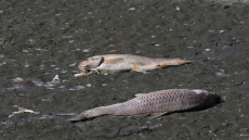 Κορώνεια: Μεγάλη πτώση στη στάθμη του νερού - Χιλιάδες νεκρά ψάρια 