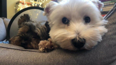 Τα Χριστούγεννα του Νίκου Δένδια με τους Ρίγκαν, Κλίντον και... Μπάιρον