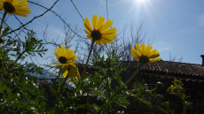 Καιρός: Μεγάλη Πέμπτη με άνοδο της θερμοκρασίας - Καλοκαιρινές οι συνθήκες