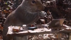 Τηλεργασία - ΗΠΑ: Σκίουρος «πήρε» τη θέση εργαζόμενου