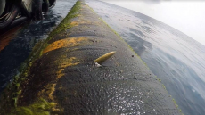 Φωτογραφίες: Όταν το δεξαμενόπλοιο «Ταύρος» ανταμώνει με τεράστιο ξιφία στο Καμερούν