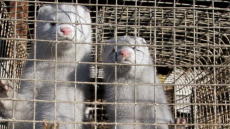 Κορωνοϊός: Επανεξετάζονται βιζόν σε Καστοριά και Κοζάνη που βρέθηκαν «οριακά θετικά»