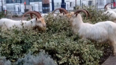 Ουαλία: Γιατί «πλημμύρισε» με τράγους παραθαλάσσια πόλη;