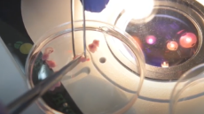 Eπιστήμονες μεγάλωσαν έμβρυα τρωκτικών μέσα σε τεχνητή μήτρα για πρώτη φορά