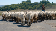 Κτηνοτρόφοι: Έως 31 Δεκεμβρίου η υποχρεωτική απογραφή κτηνοτροφικών εγκαταστάσεων
