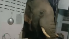 Ταϊλάνδη: Ελέφαντας γκρέμισε... τοίχο για να κλέψει ρύζι από μια οικογένεια - Δείτε βίντεο