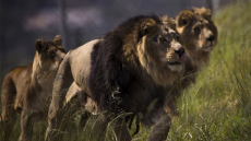 Τανζανία: Λιοντάρια κατασπάραξαν τρία παιδιά στο Νγκορονγκόρο