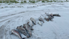 Τραγωδία στην Ολλανδία: Δεκάδες φώκιες ξεβράστηκαν νεκρές - Έρευνα για τα αίτια θανάτου