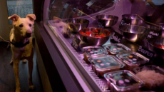 Θεσσαλονίκη: Ασιατικό εστιατόριο σερβίρει σούσι για... σκύλους!