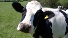 Νέα Ζηλανδία: Επιστήμονες εκπαίδευσαν αγελάδες να... πηγαίνουν στην τουαλέτα