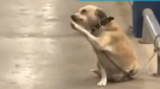 Φρίκη στην Μεσσηνία: Σκότωσαν σκύλο και τον κρέμασαν σε δέντρο