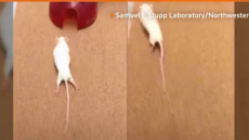 Παράλυτα ποντίκια περπάτησαν ξανά χάρη σε πρωτοποριακή μέθοδο αναγέννησης της σπονδυλικής στήλης!