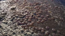 Τσούχτρες στους δρόμους της Άνδρου λόγω των θυελλωδών ανέμων