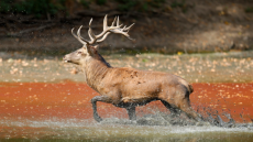 Παραγουάη: Ελάφι σκότωσε στρατιωτικό φρουρό στο προεδρικό μέγαρο της Ασουνσιόν