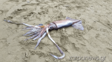 Θράψαλο ενός μέτρου βρέθηκε σε παραλία των Χανίων