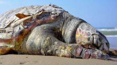 Θεσσαλονίκη: Θαλάσσια χελώνα εντοπίστηκε νεκρή στην παραλία Αγίας Τριάδας	