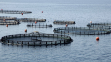 Λαθραλιείς έκλεψαν μισό τόνο ψάρια από ιχθυοτροφείο στον Αστακό