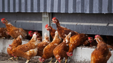 Ολλανδία: Περίπου 216.000 πουλερικά θα θανατωθούν μετά τον εντοπισμό γρίπης των πτηνών 