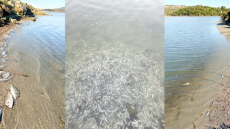 Ηγουμενίτσα: Χιλιάδες νεκρά ψαριά από... ψύχος στη λιμνοθάλασσα του Δρεπάνου