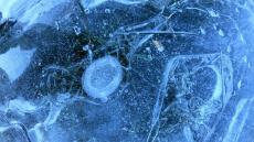 Παγετός στη Λάρισα μετά το πέρασμα της κακοκαιρίας «Ελπίς», φωτογραφίες «έργα Τέχνης»