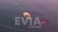 Κάρυστος: Πέταξαν νεογέννητο κατσικάκι στη θάλασσα και το άφησαν να πνιγεί!