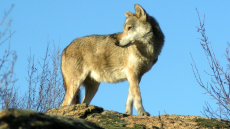 Λύκος στον Διόνυσο: Ξεκινάει «σαφάρι» για τον εντοπισμό του