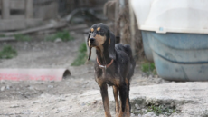 Σπάρτη: Ελεύθεροι με περιοριστικούς όρους οι συλληφθέντες για τα κυνοκομεία-κολαστήρια στον Δήμο του Πέτρου Δούκα