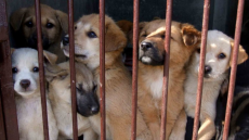 Στέλιος Πέτσας - Ζώα συντροφιάς: Κανένα αδέσποτο στους δρόμους με το «Μέγα-πρόγραμμα στειρώσεων»