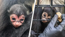 ΗΠΑ - Φλόριντα: Γεννήθηκε μαϊμουδάκι... νυχτερίδα με το σύμβολο του Batman - Δείτε βίντεο