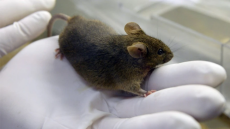 Το Ιράκ διαψεύδει ότι τρωκτικά έφαγαν τρισεκατομμύρια δηνάρια μέσα στην Κεντρική Τράπεζα
