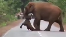 Και οι ελέφαντες θρηνούν τους νεκρούς τους - Δείτε τα σπαρακτικά βίντεο