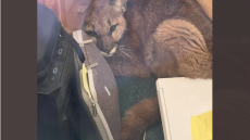 ΗΠΑ: «Εισβολή» πούμα σε σχολείο της Καλιφόρνιας