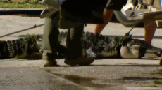 Ευθανασία για αλιγάτορα που πιθανόν να ευθύνεται για τον θάνατο άνδρα στη Φλόριντα