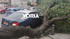 Θεσσαλονίκη: Δέντρο ξεριζώθηκε και... έπεσε πάνω σε ταξί - Δείτε βίντεο και φωτογραφίες