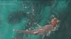 Θαλάσσια χελώνα επιβιώνει μετά από επίθεση που δέχθηκε από καρχαρία - Δείτε βίντεο