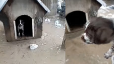 Ορεστιάδα: Γνωστός βολεϊμπολίστας σώζει το σκυλάκι του από παρ' ολίγον πνιγμό λόγω πλημμύρας - Δείτε το βίντεο