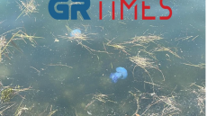 Βίντεο: Γαλάζιες μέδουσες κολυμπούν στα ρηχά των νερών του Θερμαϊκού 