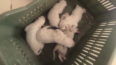 Ηλεία: Τύλιξε νεογέννητα κουτάβια σε τσουβάλι και ήθελε να τα πετάξει στα σκουπίδια - Φωτογραφίες