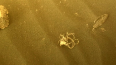 Γρίφος η φωτογραφία που τράβηξε το «Perseverance» της NASA από την επιφάνεια του Άρη