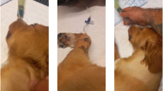 Σύρος: Σκυλάκι δηλητηριάστηκε με φόλα, σώθηκε τελευταία στιγμή!