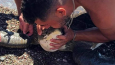 Ρόδος: Δύτης έκανε... τεχνητή αναπνοή σε θαλάσσια χελώνα που μπλέχτηκε σε σχοινιά! - Δείτε βίντεο