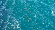 Χαλκίδα: Μέδουσες γέμισαν τα νερά της - Δείτε βίντεο