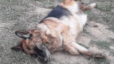 Καρδίτσα: Επικήρυξε με 2.000 ευρώ τους αγνώστους που έριξαν φόλες σε δύο σκυλιά του