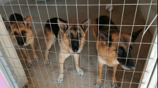  Σταύρος Ξαρχάκος - Ηρώ Σαΐα: Είχαν ζητήσει εγγράφως «σύντομη διαμονή στο καταφύγιο» για τα σκυλιά τους