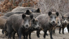 Επιδρομές αγριογούρουνων σε καλαμπόκια στη Λάρισα - Σε απόγνωση οι αγρότες
