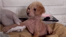 Δείτε βίντεο: Η μεταμόρφωση της σκυλίτσας Αΐλα που βρέθηκε σε άθλια κατάσταση και έγινε... αγνώριστη