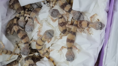 Αυστρία: Έκρυβε... 89 ερπετά στις αποσκευές του ταξιδιώτης από την Αιθιοπία - Είχαν αξία 47.000 ευρώ