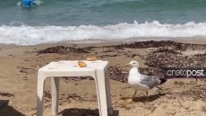 Ηράκλειο: Πανέξυπνο γλαροπούλι... κλέβει κρουασάν από παραλία - Δείτε το βίντεο