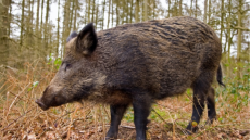 Επίθεση αγριογούρουνου σε κυνηγό στα Γρεβενά, έκανε 60 ράμματα