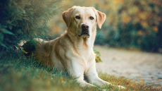 Πτολεμαΐδα: Ακαριαίος θάνατος για λαμπραντόρ που μύρισε δόλωμα με υδροκυάνιο